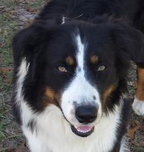 Nature Coast Aussies - Tucker