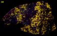 fluorescent WOLLASTONITE, DIOPSIDE, CALCITE, Sterling Mine, Sterling Hill, Ogdensburg, Franklin Mining District, Sussex County, New Jersey, USA - for sale