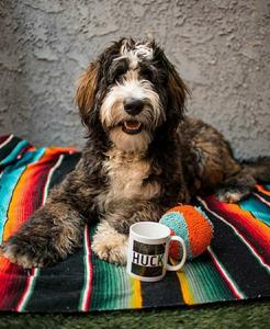 Adult brindle bernedoodle