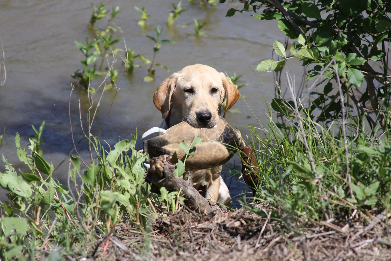 Yellow lab hunting puppies for sale sale