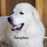 Great Pyrenees puppies ~ Wells' Providence AKC Registered Livestock Guardian Dogs and puppies