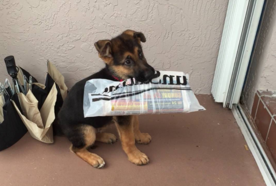 Miss Aida, the Hoodoo witch's puppy with newspaper