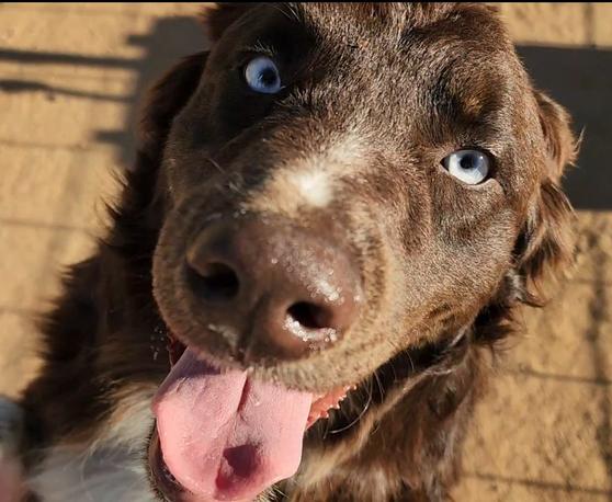 red tri puppy