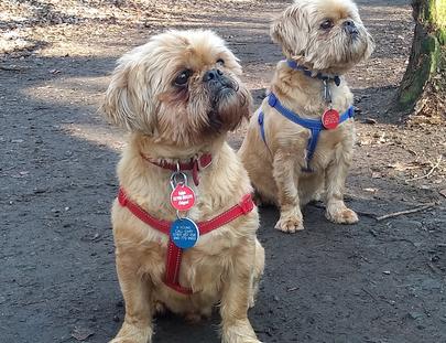 Shi Tzu brothers Puppy Kennels near me