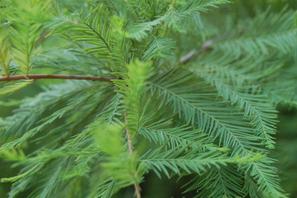 Taxodium distichum and mucronatum