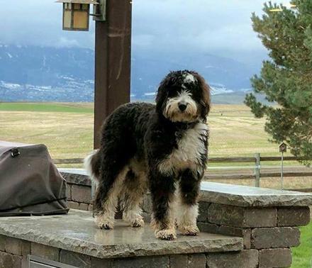 Standard bernedoodle hot sale size