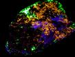 fluorescent HARDYSTONITE, CLINOHEDRITE, FLUORAPATITE, Willemite, Franklinite, Calcite, Diopside Schefferite, Andradite, Franklin Mine, Franklin, Franklin Mining District, Sussex County, New Jersey, USA