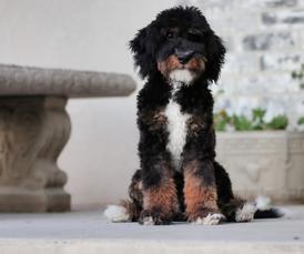 Chuck Moyen Poodle