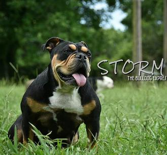 black and tan english bulldog