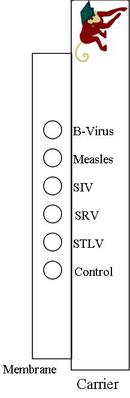 Biotech Trading Partners - Simian, Simian Virus