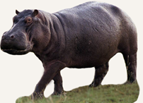 Hunting Hippo South Africa