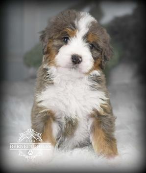 Tricolor Mini Bernedoodle