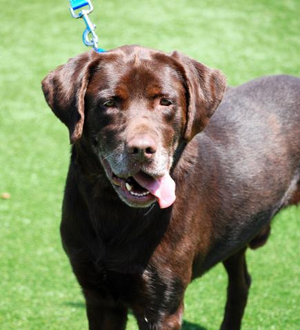 american chocolate lab