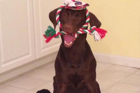 chocolate lab puppies for sale