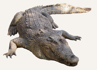 Hunting Crocodile Tanzania