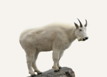 Hunting Mountain Goat Wyoming
