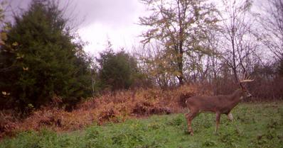 Huge Kentucky Buck