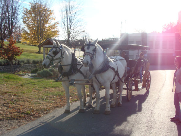 Horse-Drawn Carriage Tours of Downtown Historic Lexington