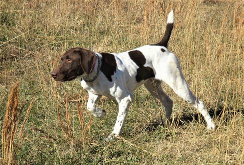 Dogs For Sale- German Shorthaired Pointers for sale by Muddy Creek Kennel.