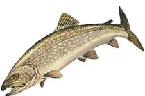 trout Fishing lack Bear Camp