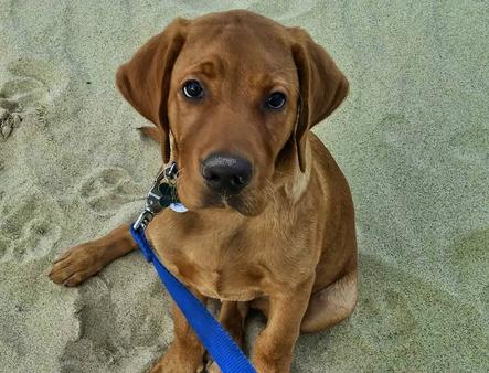 fox red lab puppy