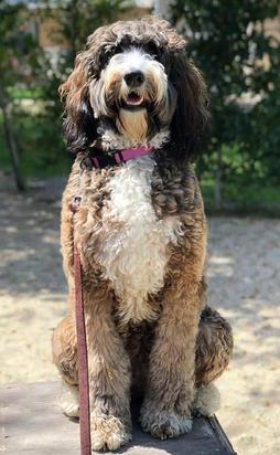 sable bernedoodle bella