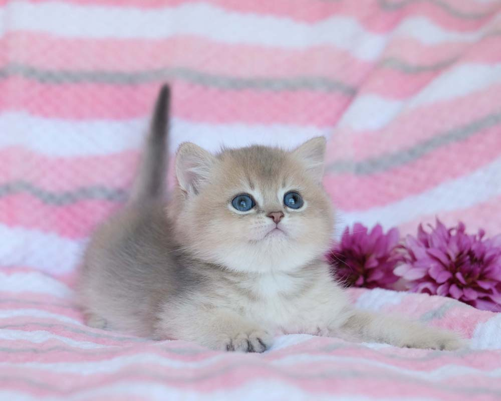 British Shorthair Longhair Cats Kittens