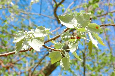 Lady Beetles in Trees