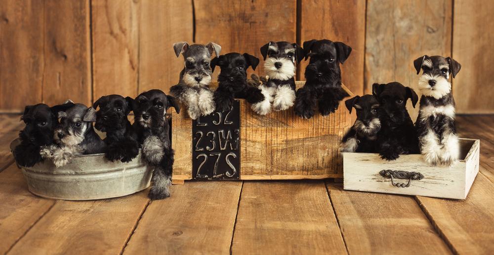 how long do mini schnauzer puppies