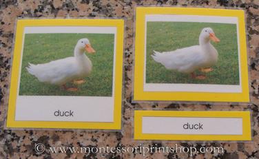 Prepared Montessori 3-part classified cards