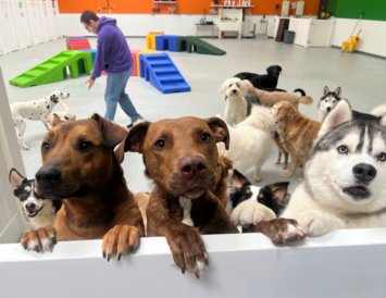 Doggie Daycare