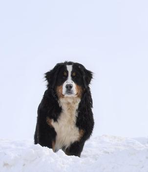 Bernedoodle mamma