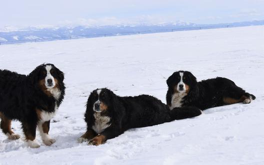 Tricolor Berneses Dog - Utah Bernedoodles