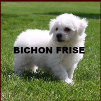 bichon frise