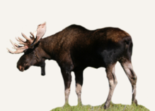 Hunting Eurasian Elk Sweden