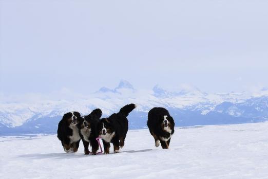 Utah Bernedoodles Dog Breeder