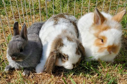 Chickens, rabbits, chicks, Bunnies, bunny San Antonio