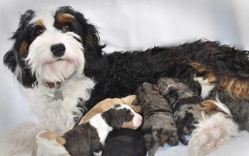 Teddy bear bernedoodle hot sale puppies for sale