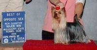 AKC Show Yorkies, AKC Show Yorkshire Terriers