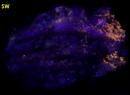 fluorescent FLUORITE, Caliche and Aragonite, Weldon Hill, Harquahala Mountains, Maricopa County, Arizona, USA