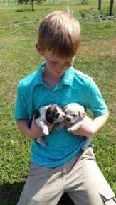 Beagle Breeder Ft. Lauderdale FL