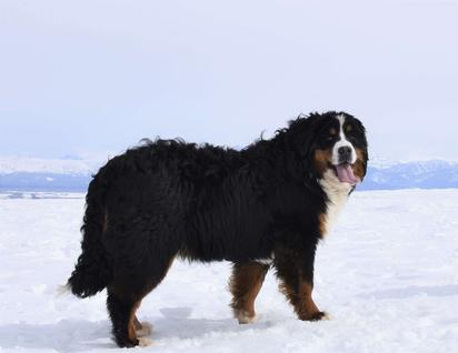 Bernedoodle