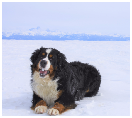 Max Bernese Mountain Dog