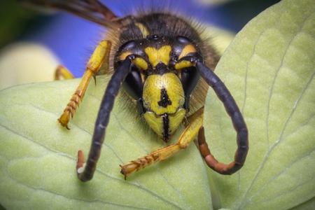 Yellow Jacket on Leaf