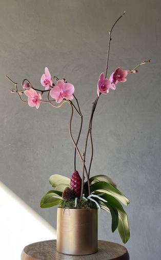 White double stem phalaenopsis orchid in white ceramic container with kiwi vine, moss, and lotus pod