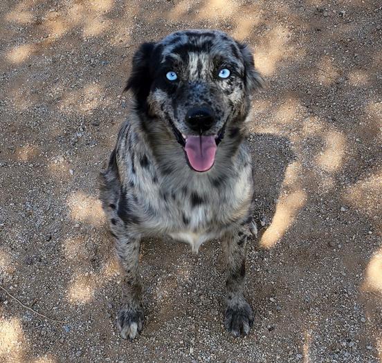 blue eyed aussie