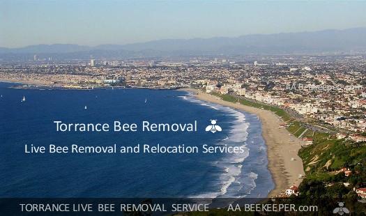 Torrance Bee Removal