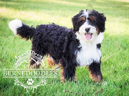 bernedoodle bernedoodles immediately tricolor