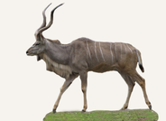 Hunting Kudu Ethiopia