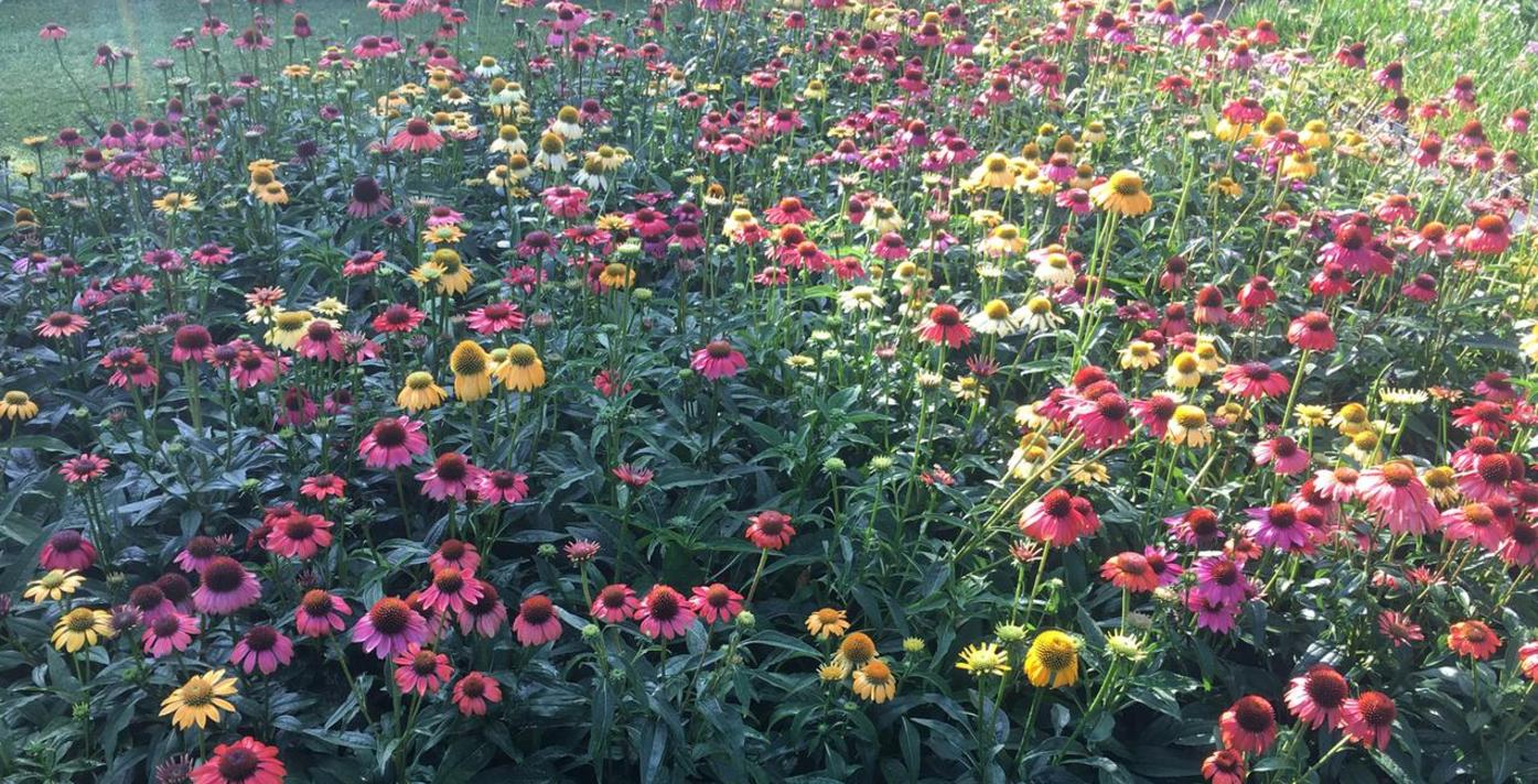 Botanical Treasures Nursery